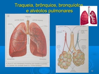 1212
Traqueia, brônquios, bronquíolosTraqueia, brônquios, bronquíolos
e alvéolos pulmonarese alvéolos pulmonares
 
