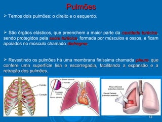 1313
PulmõesPulmões
 Temos dois pulmões: o direito e o esquerdo.
 São órgãos elásticos, que preenchem a maior parte da cavidade torácicacavidade torácica,
sendo protegidos pela caixa torácicacaixa torácica, formada por músculos e ossos, e ficam
apoiados no músculo chamado diafragmadiafragma.
 Revestindo os pulmões há uma membrana finíssima chamada pleurapleura, que, que
confere uma superfície lisa e escorregadia, facilitando a expansão e aconfere uma superfície lisa e escorregadia, facilitando a expansão e a
retração dos pulmões.retração dos pulmões.
 