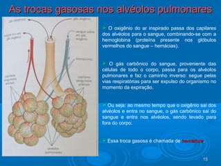 1515
As trocas gasosas nos alvéolos pulmonaresAs trocas gasosas nos alvéolos pulmonares
 O oxigênio do ar inspirado passa dos capilares
dos alvéolos para o sangue, combinando-se com a
hemoglobina (proteína presente nos glóbulos
vermelhos do sangue – hemácias).
 O gás carbônico do sangue, proveniente das
células de todo o corpo, passa para os alvéolos
pulmonares e faz o caminho inverso: segue pelas
vias respiratórias para ser expulso do organismo no
momento da expiração.
 Ou seja: ao mesmo tempo que o oxigênio sai dos
alvéolos e entra no sangue, o gás carbônico sai do
sangue e entra nos alvéolos, sendo levado para
fora do corpo.
 Essa troca gasosa é chamada de hematosehematose.
 