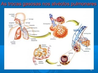 1616
As trocas gasosas nos alvéolos pulmonaresAs trocas gasosas nos alvéolos pulmonares
 