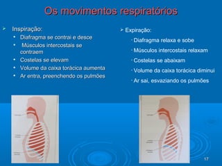 1717
Os movimentos respiratóriosOs movimentos respiratórios
 Inspiração:Inspiração:

Diafragma se contrai e desceDiafragma se contrai e desce

Músculos intercostais seMúsculos intercostais se
contraemcontraem

Costelas se elevamCostelas se elevam

Volume da caixa torácica aumentaVolume da caixa torácica aumenta

Ar entra, preenchendo os pulmõesAr entra, preenchendo os pulmões
 Expiração:
• Diafragma relaxa e sobe
• Músculos intercostais relaxam
• Costelas se abaixam
• Volume da caixa torácica diminui
• Ar sai, esvaziando os pulmões
 