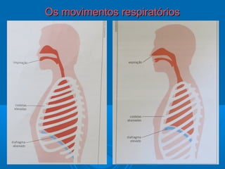 1818
Os movimentos respiratóriosOs movimentos respiratórios
 