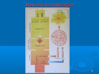 1919
Resumo da respiraçãoResumo da respiração
 
