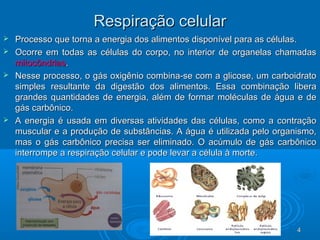 44
Respiração celularRespiração celular
 Processo que torna a energia dos alimentos disponível para as células.Processo que torna a energia dos alimentos disponível para as células.
 Ocorre em todas as células do corpo, no interior de organelas chamadasOcorre em todas as células do corpo, no interior de organelas chamadas
mitocôndriasmitocôndrias..
 Nesse processo, o gás oxigênio combina-se com a glicose, um carboidratoNesse processo, o gás oxigênio combina-se com a glicose, um carboidrato
simples resultante da digestão dos alimentos. Essa combinação liberasimples resultante da digestão dos alimentos. Essa combinação libera
grandes quantidades de energia, além de formar moléculas de água e degrandes quantidades de energia, além de formar moléculas de água e de
gás carbônico.gás carbônico.
 A energia é usada em diversas atividades das células, como a contraçãoA energia é usada em diversas atividades das células, como a contração
muscular e a produção de substâncias. A água é utilizada pelo organismo,muscular e a produção de substâncias. A água é utilizada pelo organismo,
mas o gás carbônico precisa ser eliminado. O acúmulo de gás carbônicomas o gás carbônico precisa ser eliminado. O acúmulo de gás carbônico
interrompe a respiração celular e pode levar a célula à morte.interrompe a respiração celular e pode levar a célula à morte.
 