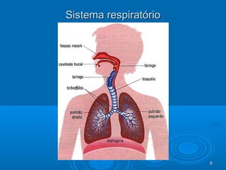 66
Sistema respiratórioSistema respiratório
 