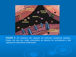 FIGURA 5: Os opiáceos são capazes de estimular receptores opióides. 
Esses, por sua vez, estão conectados ao sistema de recompensa e são 
capazes de estimulá-lo diretamente. 
 