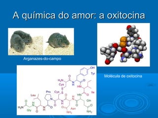 AA qquuíímmiiccaa ddoo aammoorr:: aa ooxxiittoocciinnaa 
Arganazes-do-campo 
Molécula de oxitocina 
 