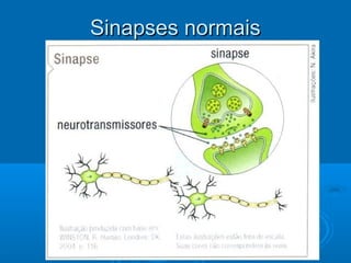 SSiinnaappsseess nnoorrmmaaiiss 
 