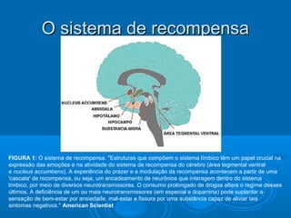OO ssiisstteemmaa ddee rreeccoommppeennssaa 
FIGURA 1: O sistema de recompensa. "Estruturas que compõem o sistema límbico têm um papel crucial na 
expressão das emoções e na atividade do sistema de recompensa do cérebro (área tegmental ventral 
e nucleus accumbens). A experiência do prazer e a modulação da recompensa acontecem a partir de uma 
'cascata' de recompensa, ou seja, um encadeamento de neurônios que interagem dentro do sistema 
límbico, por meio de diversos neurotransmissores. O consumo prolongado de drogas altera o regime desses 
últimos. A deficiência de um ou mais neurotransmissores (em especial a dopamina) pode suplantar a 
sensação de bem-estar por ansiedade, mal-estar e fissura por uma substância capaz de aliviar tais 
sintomas negativos." American Scientist 
 