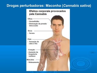 Drogas perturbadoras: Maconha (Cannabis sativa) 
 