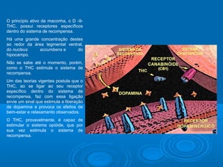 O princípio ativo da maconha, o D -9- 
THC, possui receptores específicos 
dentro do sistema de recompensa. 
Há uma grande concentração destes 
ao redor da área tegmental ventral, 
do nucleus accumbens e do 
hipocampo. 
Não se sabe até o momento, porém, 
como o THC estimula o sistema de 
recompensa. 
Um das teorias vigentes postula que o 
THC, ao se ligar ao seu receptor 
específico dentro do sistema de 
recompensa, faz com essa ligação 
envie um sinal que estimula a liberação 
de dopamina e provoca os efeitos de 
bem-estar e relaxamento observados. 
O THC, provavelmente, é capaz de 
estimular o sistema opióide, que por 
sua vez estimula o sistema de 
recompensa. 
 