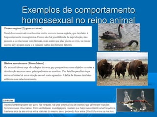 Exemplos ddee ccoommppoorrttaammeennttoo 
hhoommoosssseexxuuaall nnoo rreeiinnoo aanniimmaall 
 