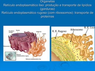 Organelas
Retículo endoplasmático liso: produção e transporte de lipídios
(gorduras)
Retículo endoplasmático rugoso (com ribossomos): transporte de
proteínas
 