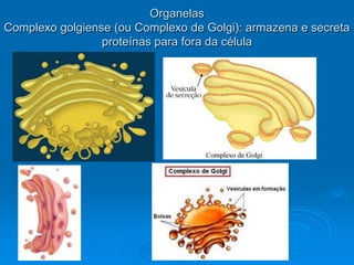Organelas
Complexo golgiense (ou Complexo de Golgi): armazena e secreta
proteínas para fora da célula
 