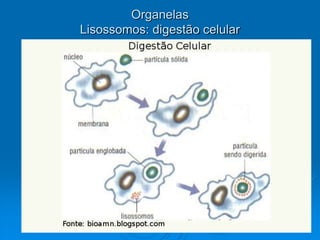 Organelas
Lisossomos: digestão celular
 