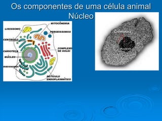 Os componentes de uma célula animal
Núcleo
 
