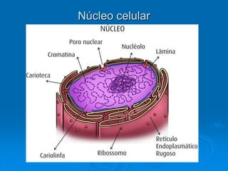 Núcleo celular
 