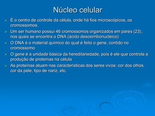Núcleo celular
 É o centro de controle da célula, onde há fios microscópicos, os
cromossomos.
 Um ser humano possui 46 cromossomos organizados em pares (23),
nos quais se encontra o DNA (ácido desoxirribonucleico)
 O DNA é o material químico do qual é feito o gene, contido no
cromossomo
 O gene é a unidade básica da hereditariedade, pois é ele que controla a
produção de proteínas na célula
 As proteínas atuam nas características dos seres vivos: cor dos olhos,
cor da pele, tipo de nariz, etc.
 