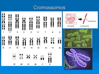 Cromossomos
 