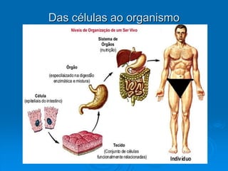 Das células ao organismo
 