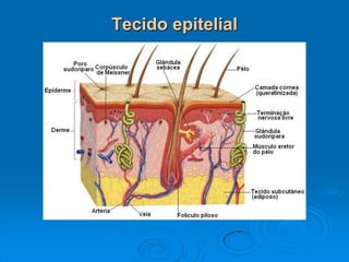 Tecido epitelial
 