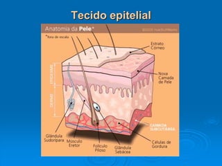 Tecido epitelial
 