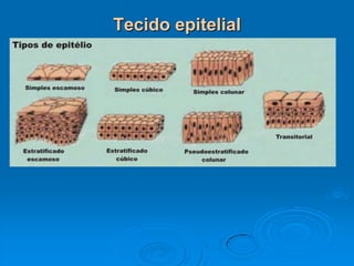 Tecido epitelial
 