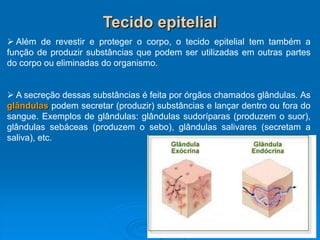 Tecido epitelial
 Além de revestir e proteger o corpo, o tecido epitelial tem também a
função de produzir substâncias que podem ser utilizadas em outras partes
do corpo ou eliminadas do organismo.
 A secreção dessas substâncias é feita por órgãos chamados glândulas. As
glândulas podem secretar (produzir) substâncias e lançar dentro ou fora do
sangue. Exemplos de glândulas: glândulas sudoríparas (produzem o suor),
glândulas sebáceas (produzem o sebo), glândulas salivares (secretam a
saliva), etc.
 