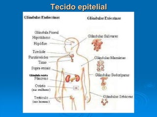 Tecido epitelial
 