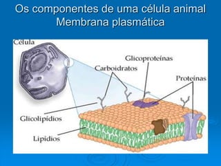 Os componentes de uma célula animal
Membrana plasmática
 