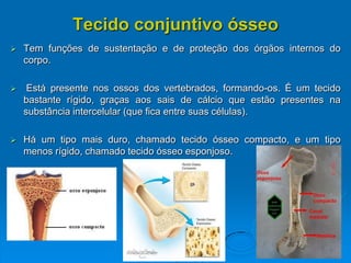 Tecido conjuntivo ósseo
 Tem funções de sustentação e de proteção dos órgãos internos do
corpo.
 Está presente nos ossos dos vertebrados, formando-os. É um tecido
bastante rígido, graças aos sais de cálcio que estão presentes na
substância intercelular (que fica entre suas células).
 Há um tipo mais duro, chamado tecido ósseo compacto, e um tipo
menos rígido, chamado tecido ósseo esponjoso.
 