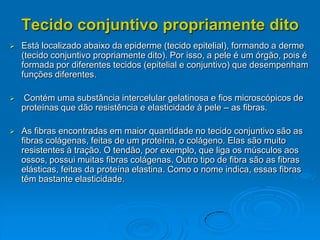 Tecido conjuntivo propriamente dito
 Está localizado abaixo da epiderme (tecido epitelial), formando a derme
(tecido conjuntivo propriamente dito). Por isso, a pele é um órgão, pois é
formada por diferentes tecidos (epitelial e conjuntivo) que desempenham
funções diferentes.
 Contém uma substância intercelular gelatinosa e fios microscópicos de
proteínas que dão resistência e elasticidade à pele – as fibras.
 As fibras encontradas em maior quantidade no tecido conjuntivo são as
fibras colágenas, feitas de um proteína, o colágeno. Elas são muito
resistentes à tração. O tendão, por exemplo, que liga os músculos aos
ossos, possui muitas fibras colágenas. Outro tipo de fibra são as fibras
elásticas, feitas da proteína elastina. Como o nome indica, essas fibras
têm bastante elasticidade.
 