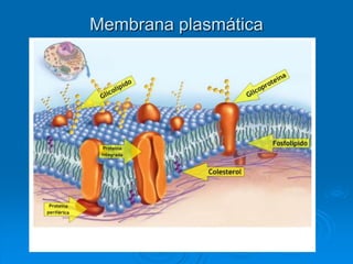 Membrana plasmática
 