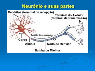 Neurônio e suas partes
 