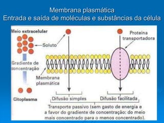 Membrana plasmática
Entrada e saída de moléculas e substâncias da célula
 