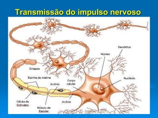 Transmissão do impulso nervoso
 