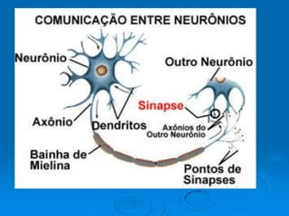 Aula 8º ano - Tecidos do corpo humano