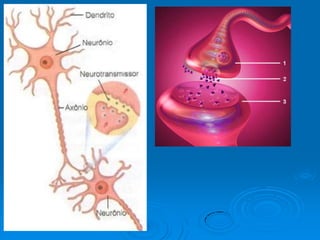 Aula 8º ano - Tecidos do corpo humano
