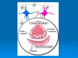 Aula 8º ano - Tecidos do corpo humano