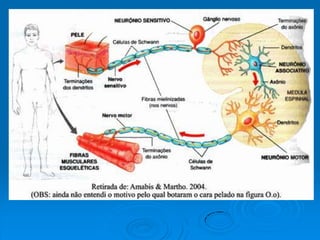 Aula 8º ano - Tecidos do corpo humano