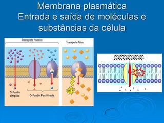 Membrana plasmática
Entrada e saída de moléculas e
substâncias da célula
 