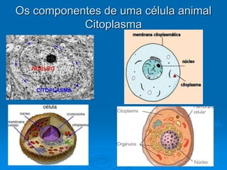 Os componentes de uma célula animal
Citoplasma
 