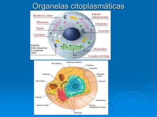 Organelas citoplasmáticas
 