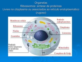 Organelas
Ribossomos: síntese de proteínas
Livres no citoplasma ou associados ao retículo endoplasmático
(rugoso)
 