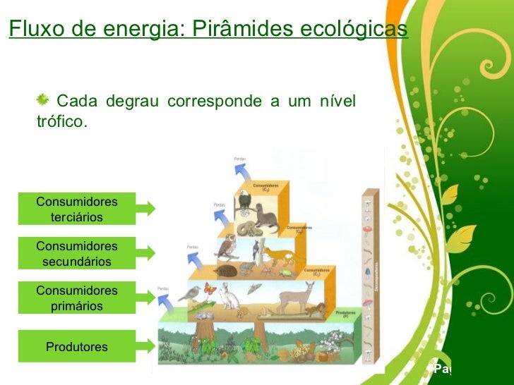Em Relação Ao Fluxo De Energia Na Biosfera Considere Que