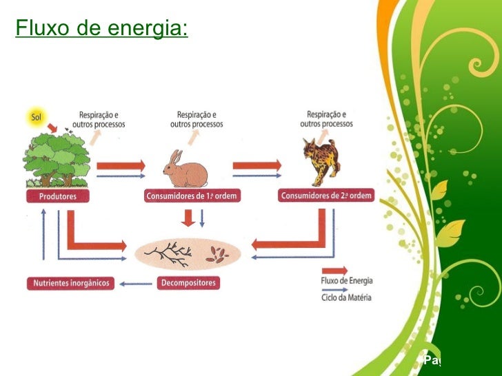 Em Relação Ao Fluxo De Energia Na Biosfera Considere Que