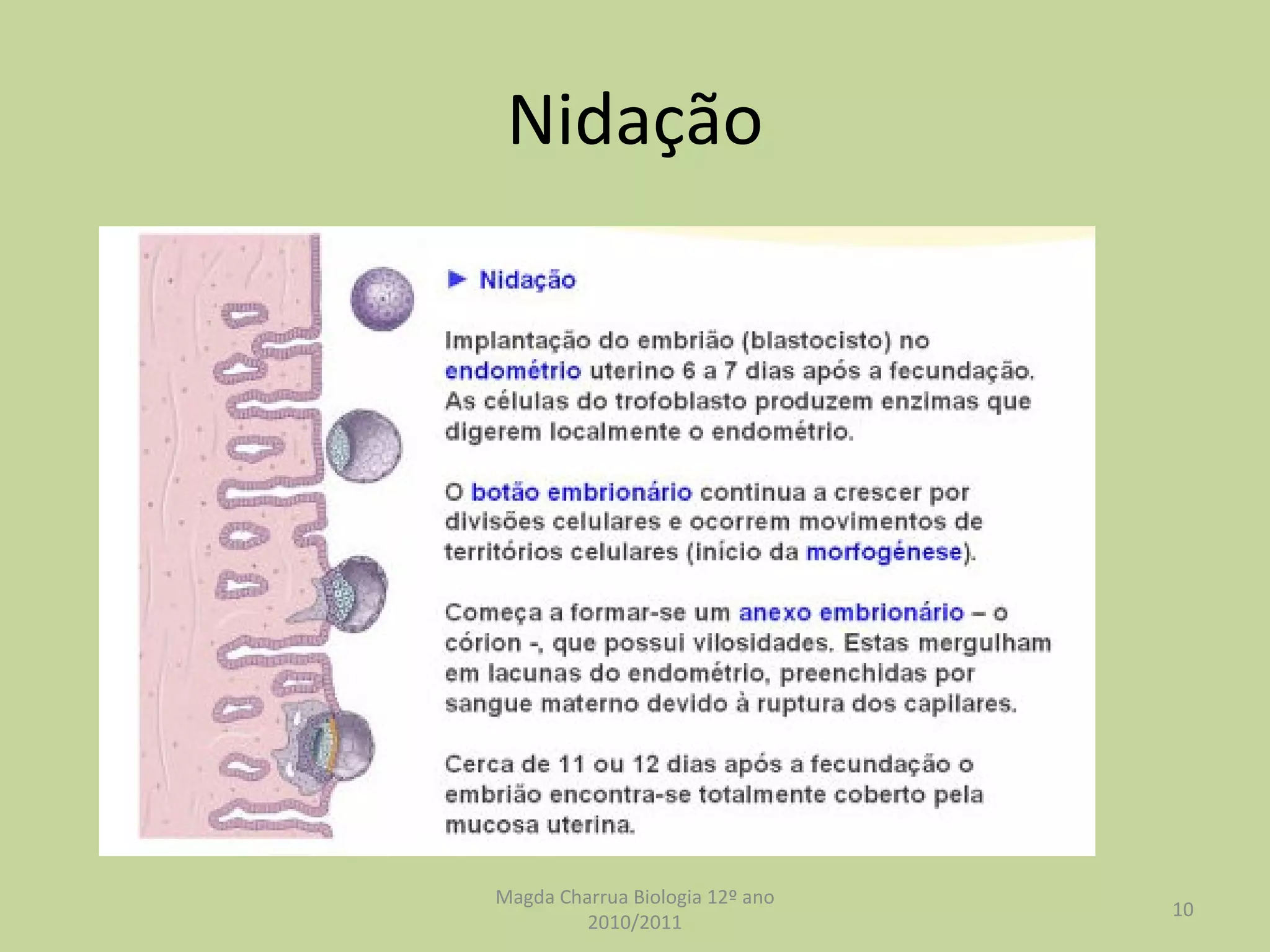 Nidação Magda Charrua Biologia 12º ano 2010/2011 