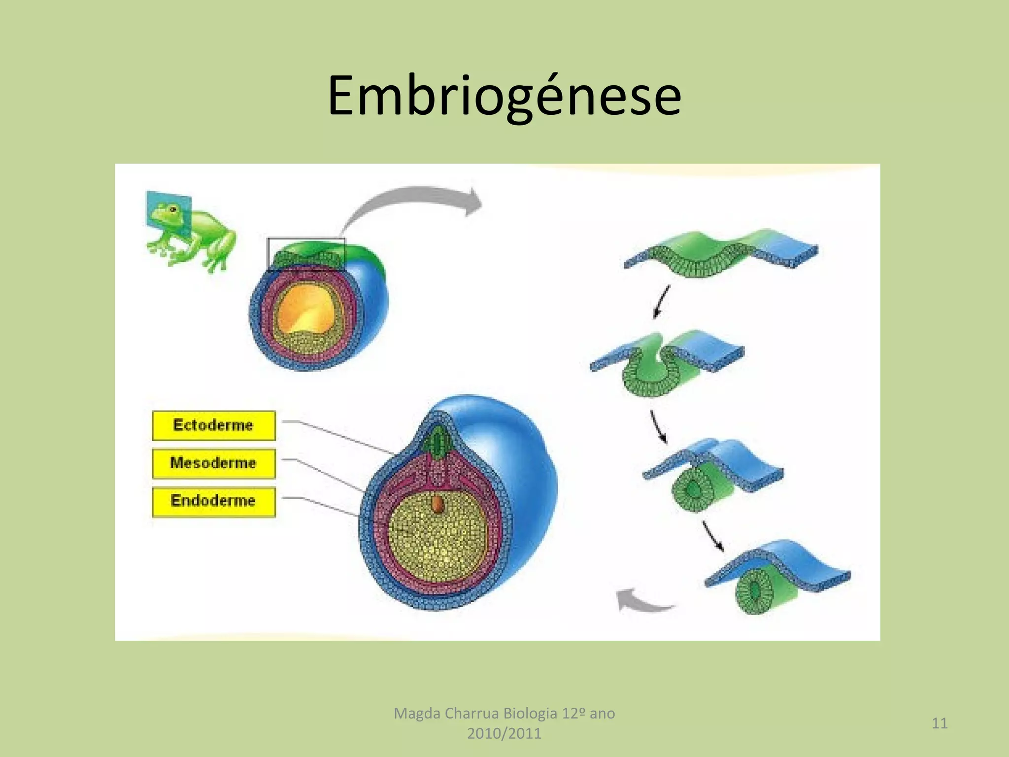 Embriogénese Magda Charrua Biologia 12º ano 2010/2011 