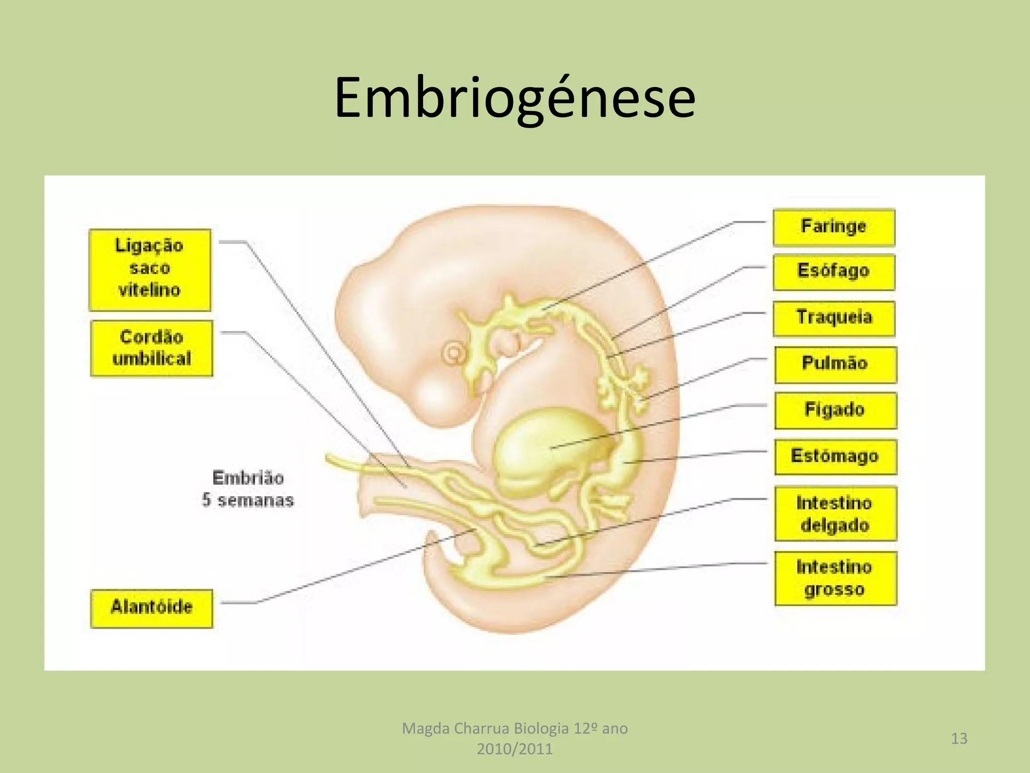 Embriogénese Magda Charrua Biologia 12º ano 2010/2011 