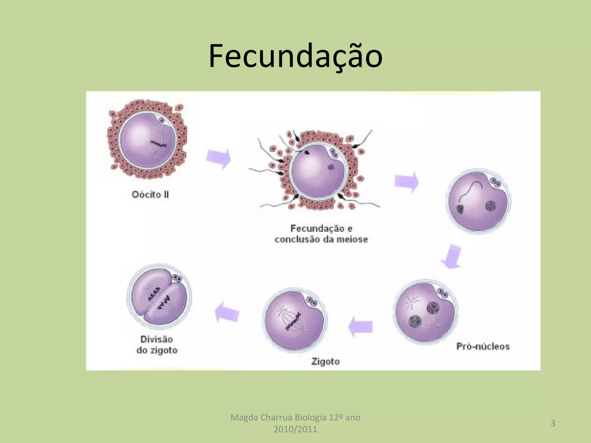Fecundação Magda Charrua Biologia 12º ano 2010/2011 